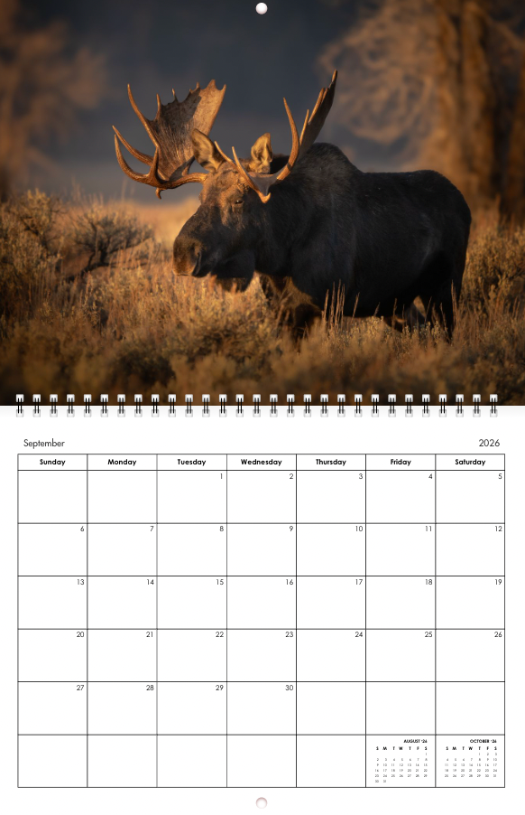 2026 Little Bear Wildlife Calendar