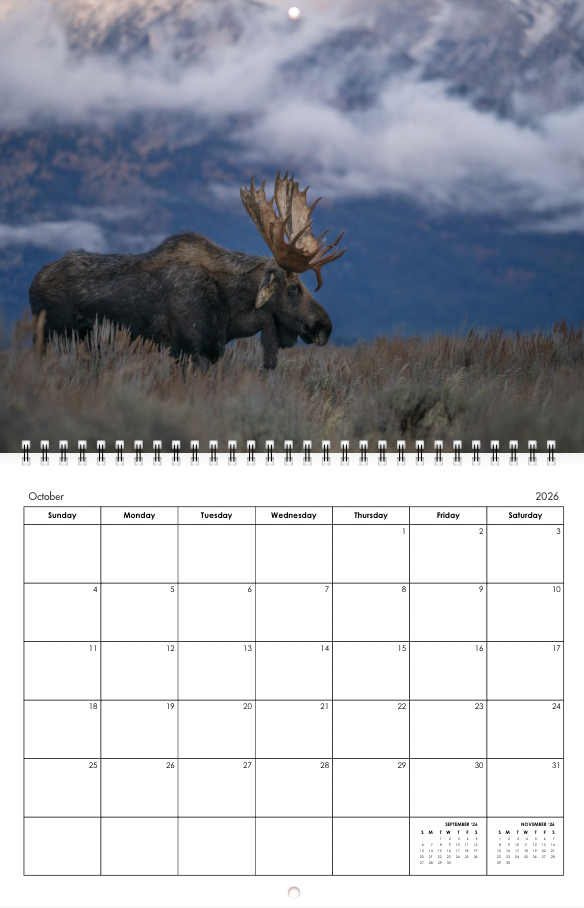 2026 Little Bear Wildlife Calendar