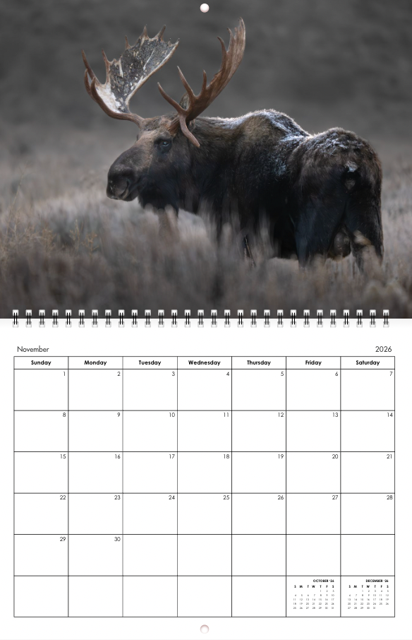 2026 Little Bear Wildlife Calendar