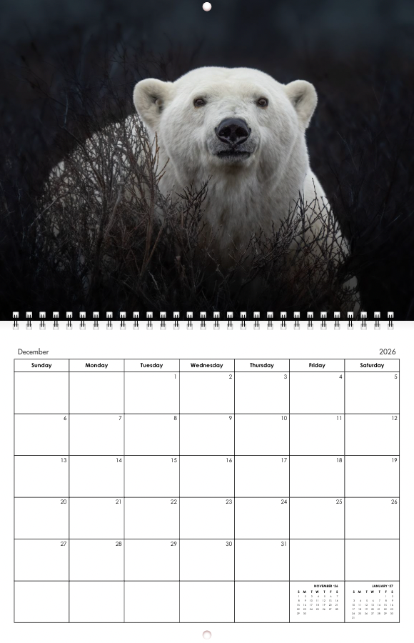 2026 Little Bear Wildlife Calendar