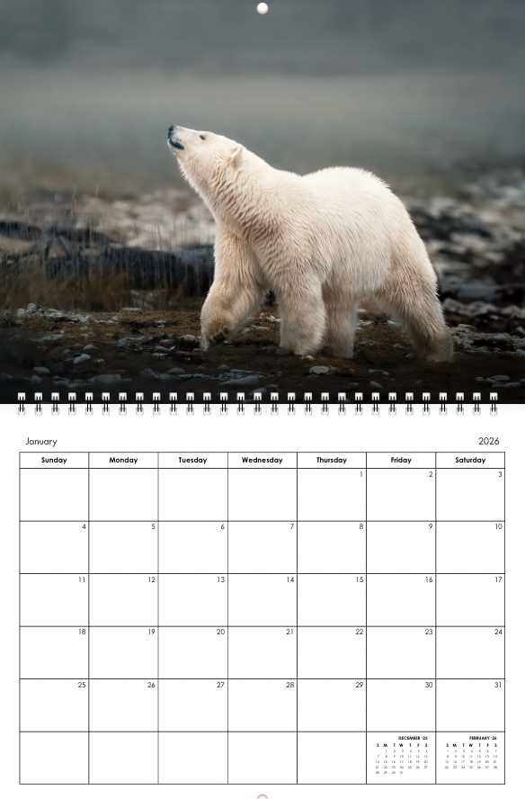 2026 Little Bear Wildlife Calendar
