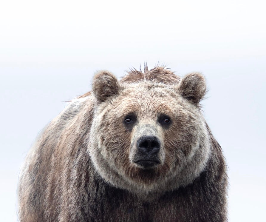 The Bear We Call Pretty Face
