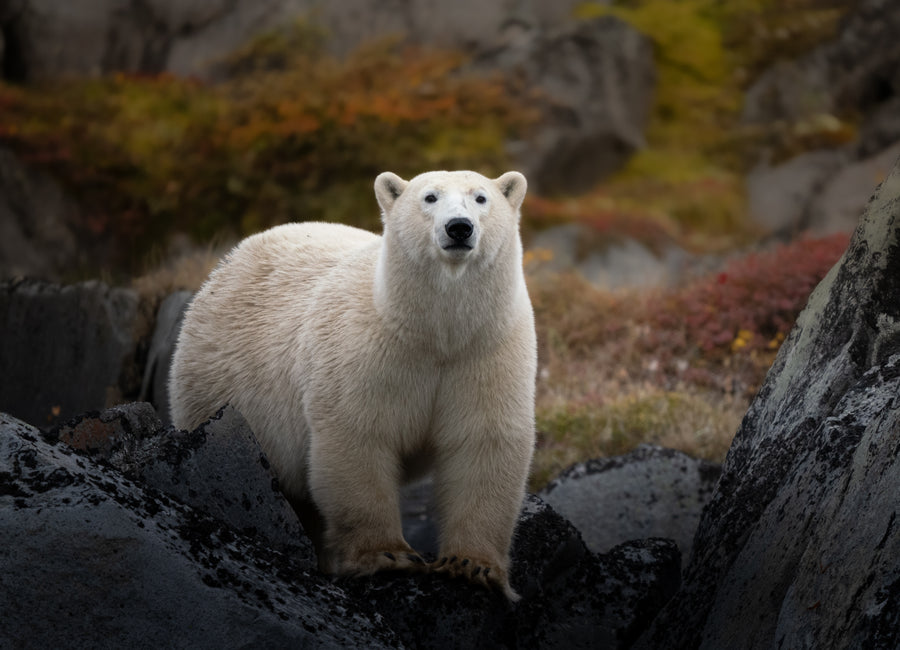 Fall in Churchill - Polar Bears, Culture, Landscape, and More
