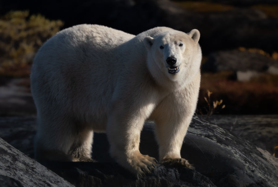 Fall in Churchill - Polar Bears, Culture, Landscape, and More
