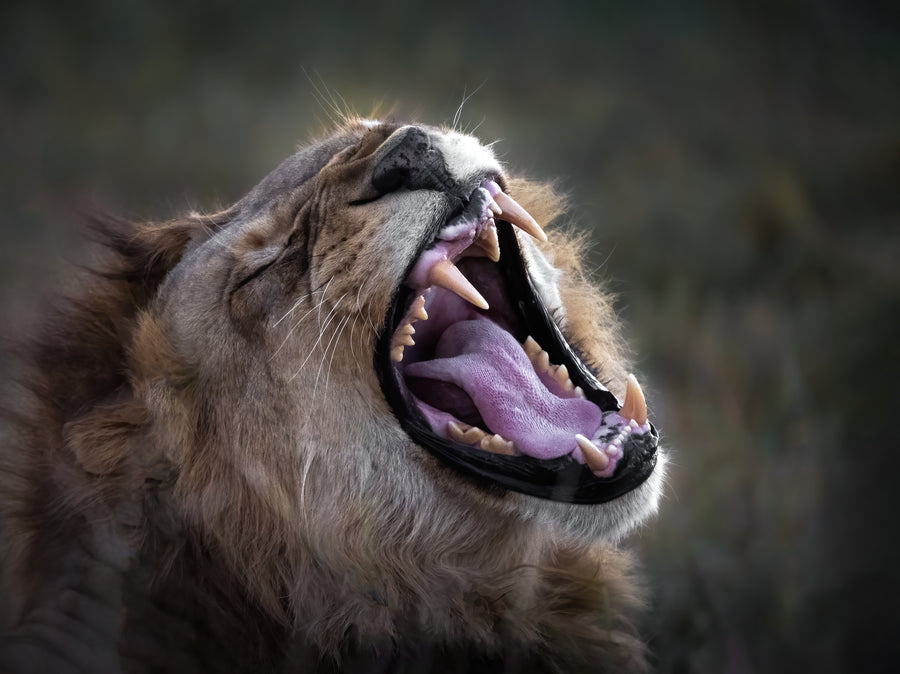 Lion's Teeth