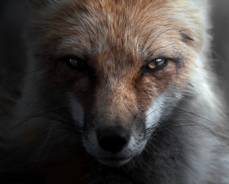 Fox Portrait 3