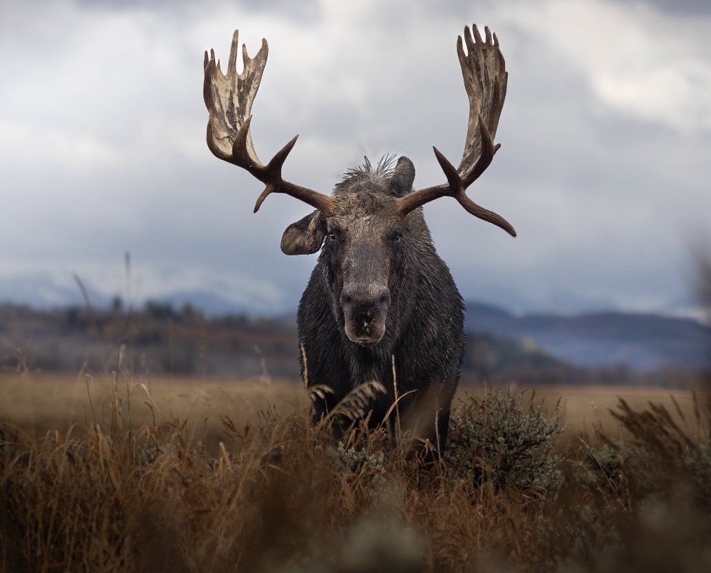 Bison, Moose, Elk, Deer, Sheep, and Goats