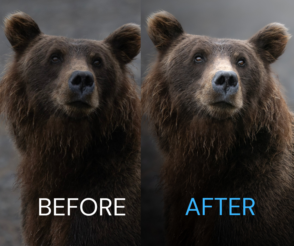 Brooke's Wildlife Editing Tutorial