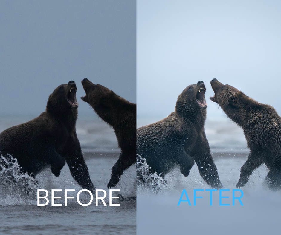 Brooke's Wildlife Editing Tutorial