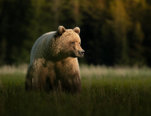 Bears in the Summer Sun