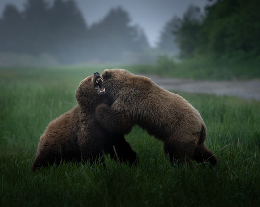 Bears Sparring in the Fog