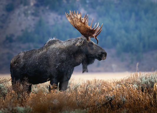 Blue Hour Bull Moose