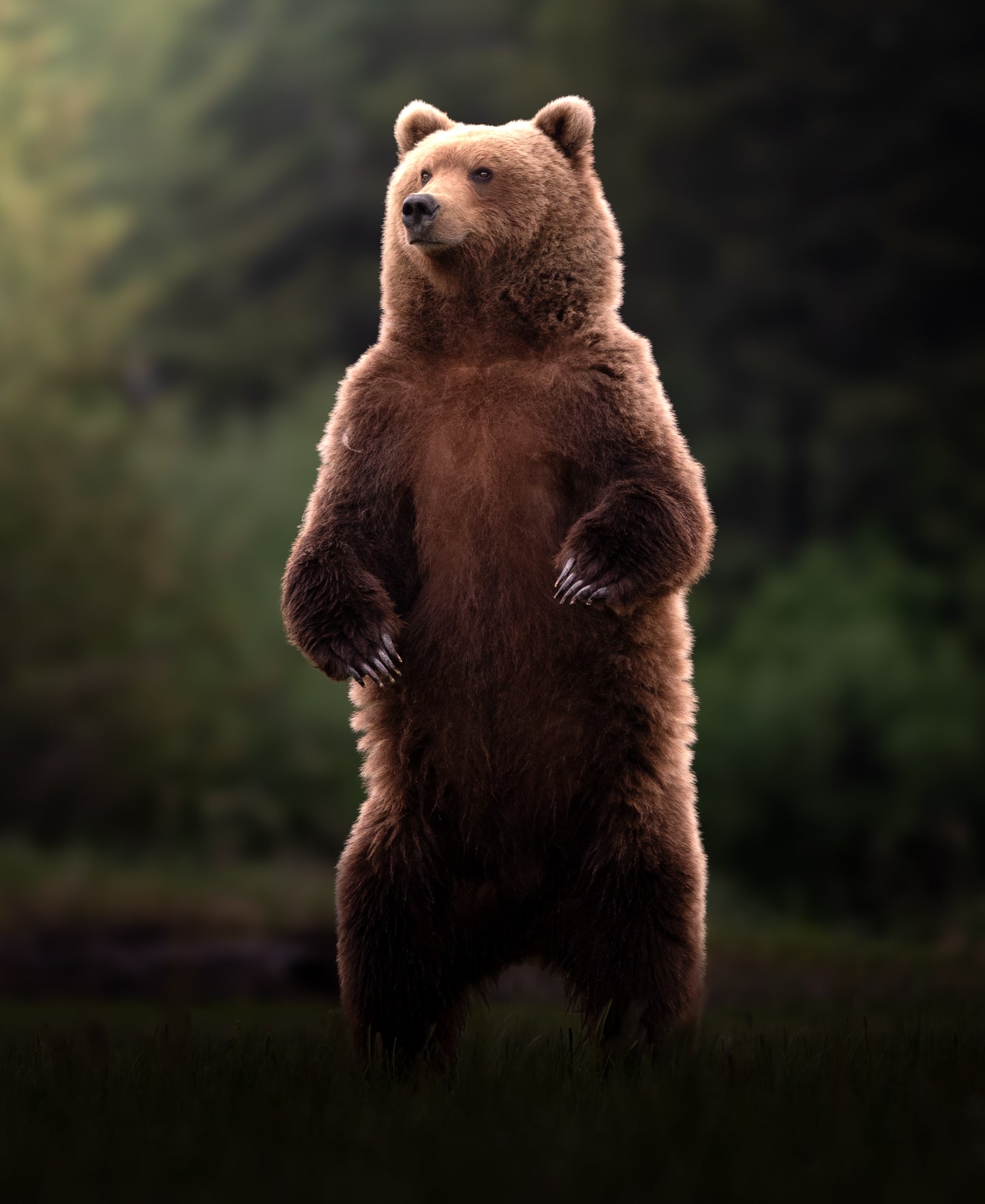 Bear Standing Tall 2