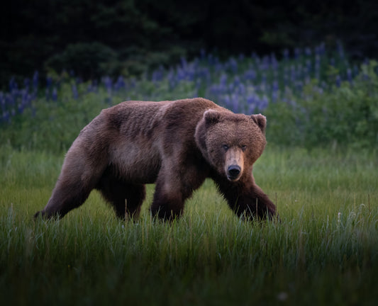 Male Bear in Front of Lupines