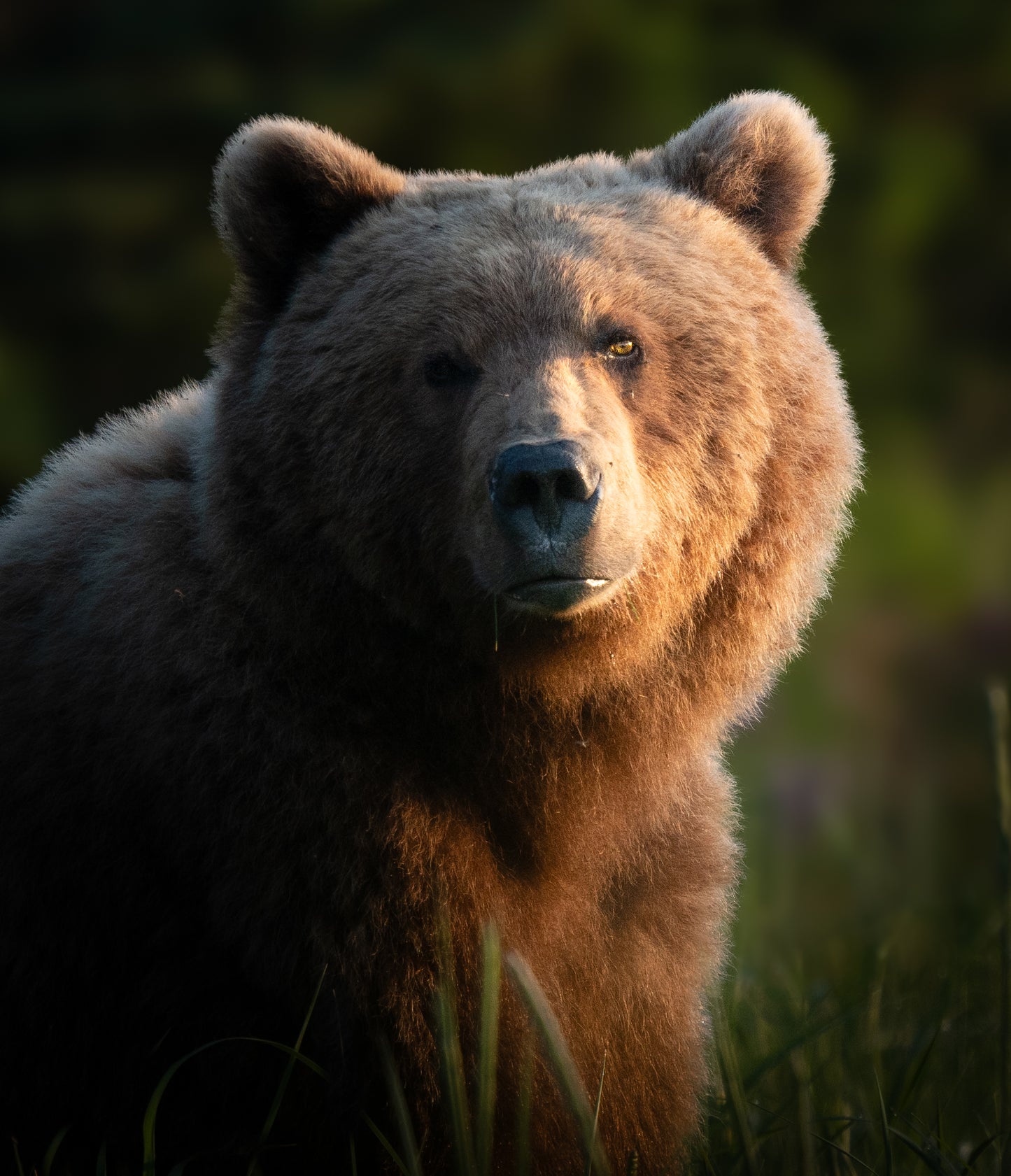 Golden Bear Portrait