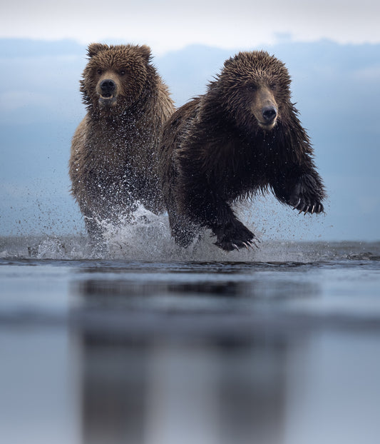 Young Bears on the Run