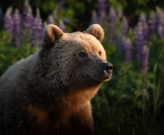 Bear in the Lupine Flowers 2