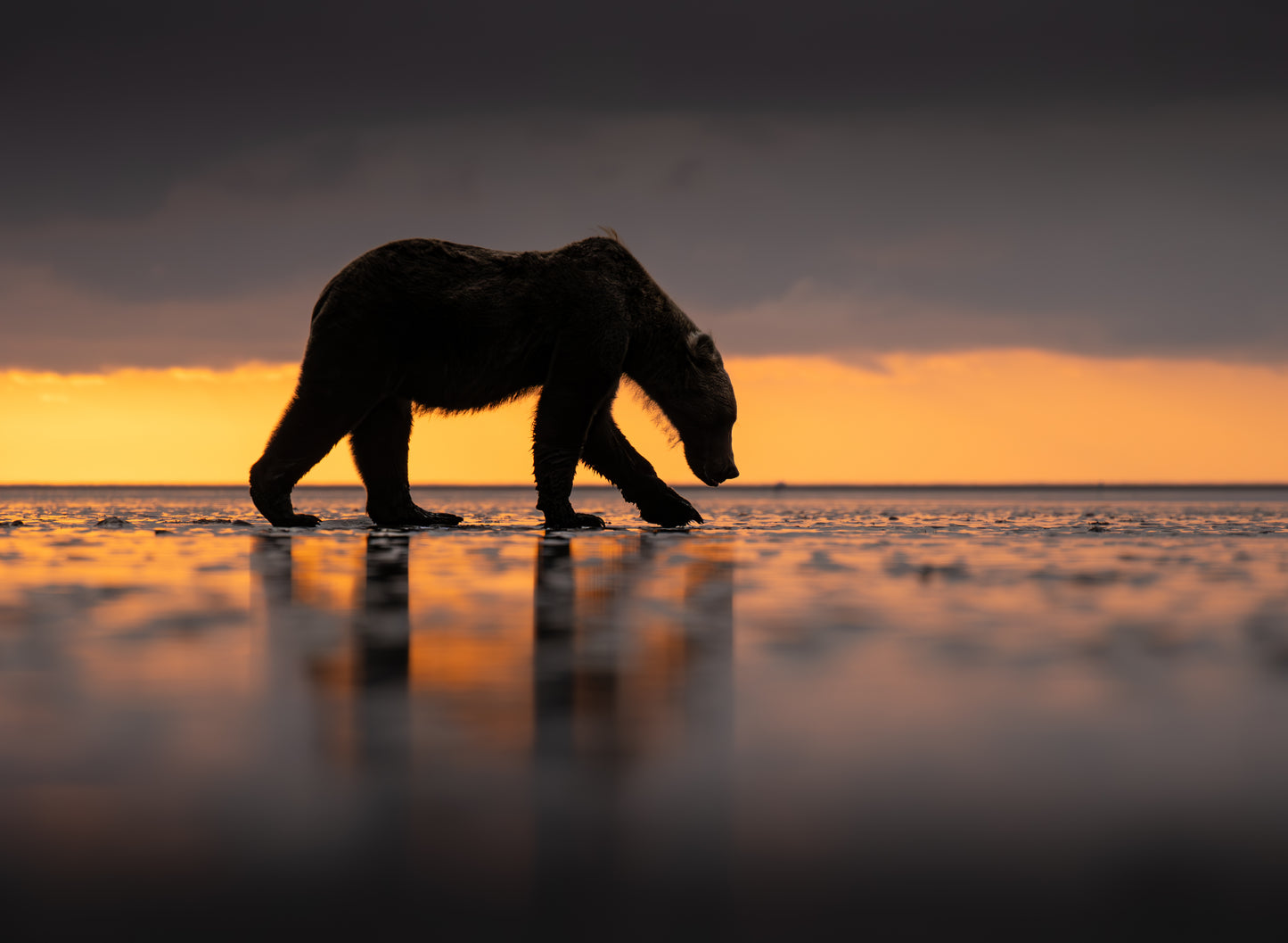 Sunrise Coastal Brown Bear