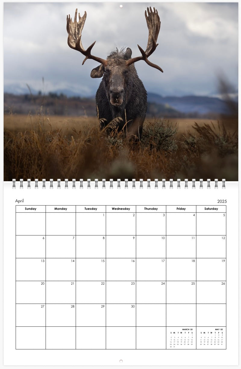 2025 Little Bear Wildlife Calendar