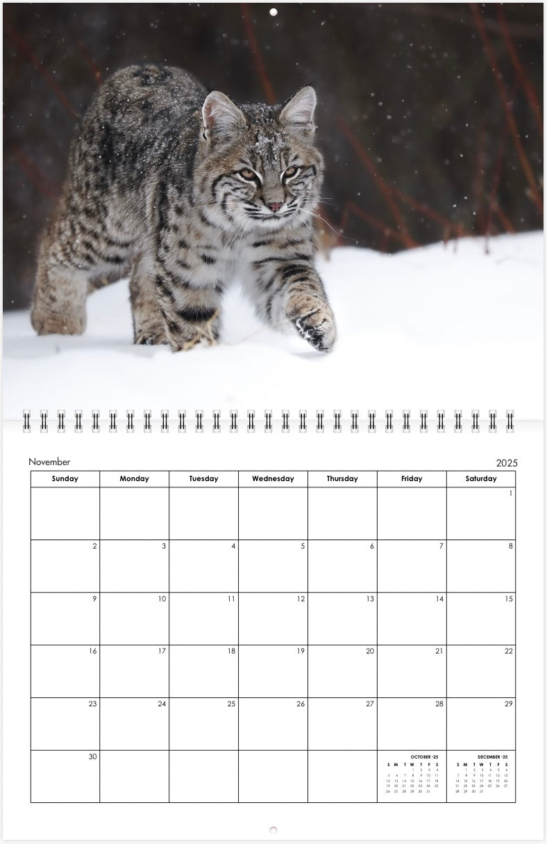 2025 Little Bear Wildlife Calendar