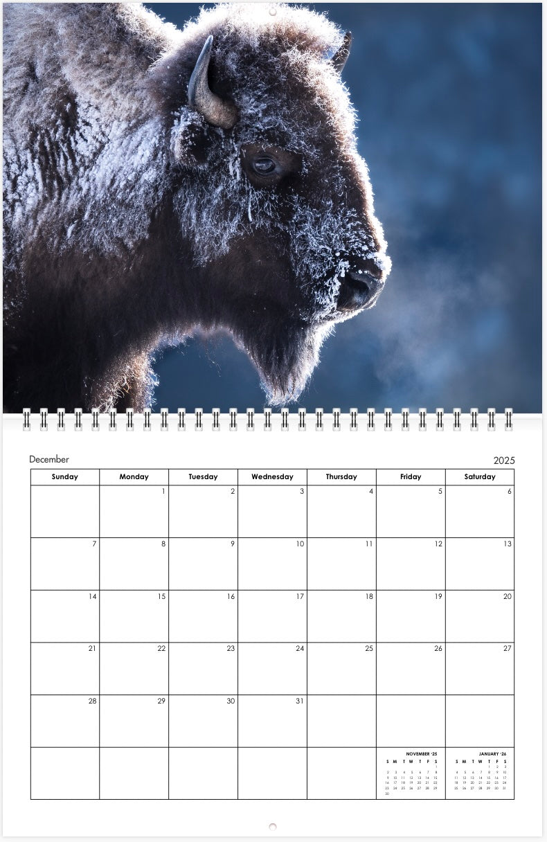 2025 Little Bear Wildlife Calendar