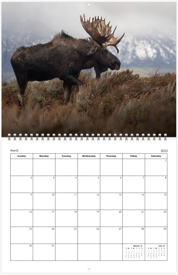 2025 Little Bear Wildlife Calendar