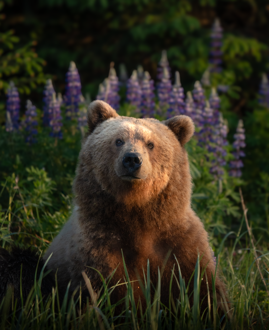 Bear in the Lupine Flowers