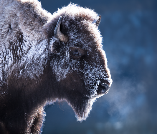 Frosty Bison