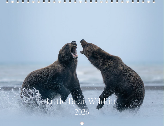 2026 Little Bear Wildlife Calendar
