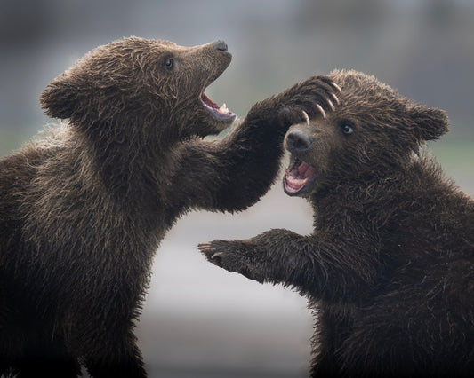 Cubs Playing