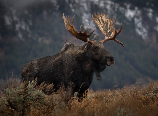 King of the Mountain