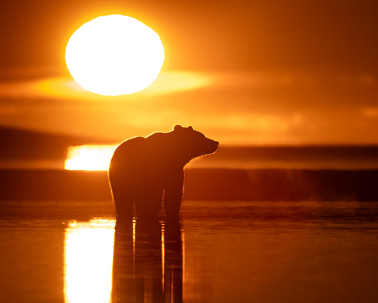 Brown Bear at Sunrise