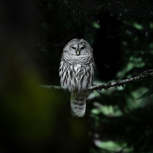 Barred Owl