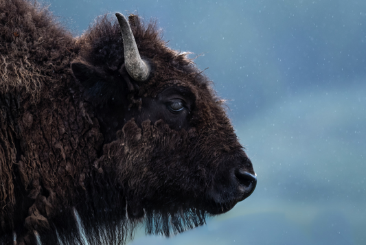 Closeup Bison