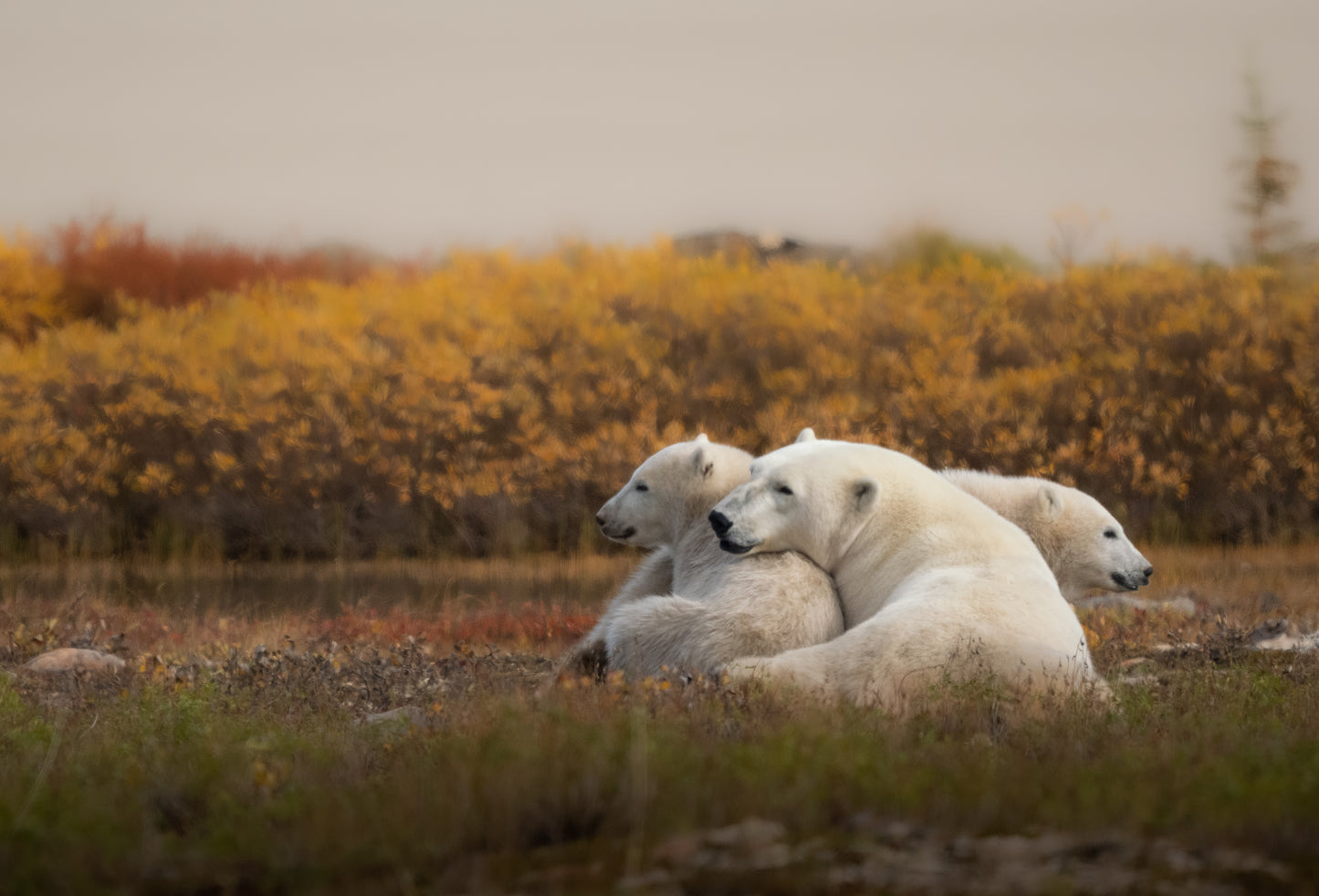 Fall in Churchill - Polar Bears, Culture, Landscape, and More