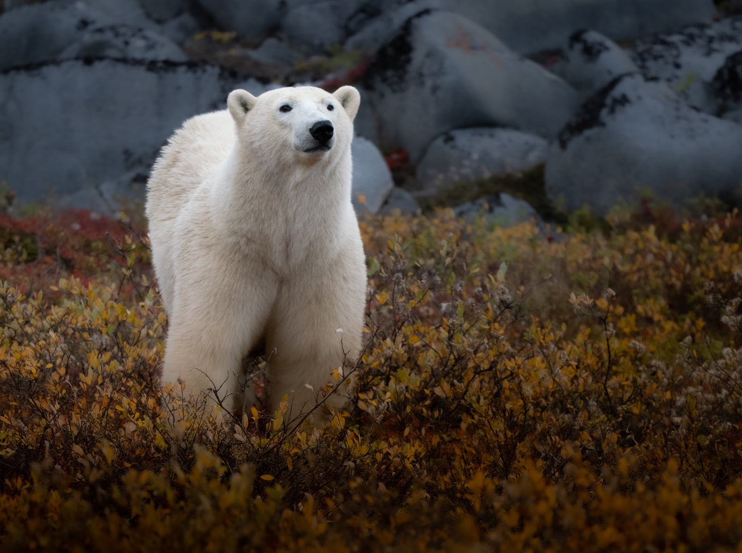 Fall in Churchill - Polar Bears, Culture, Landscape, and More