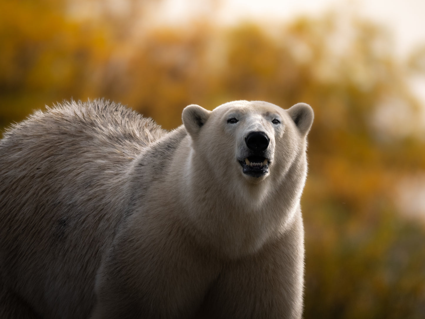 Fall in Churchill - Polar Bears, Culture, Landscape, and More