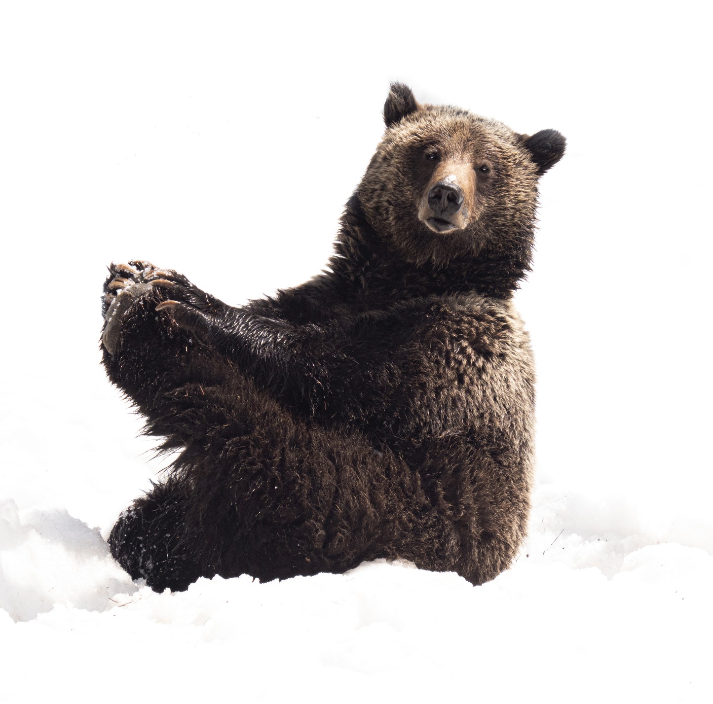 Yoga Bear