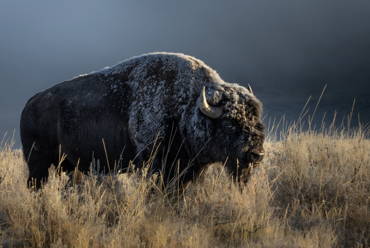 Frostbitten Bison