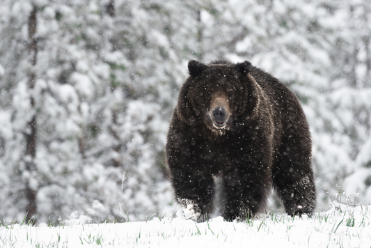 Grizzly in the Snow