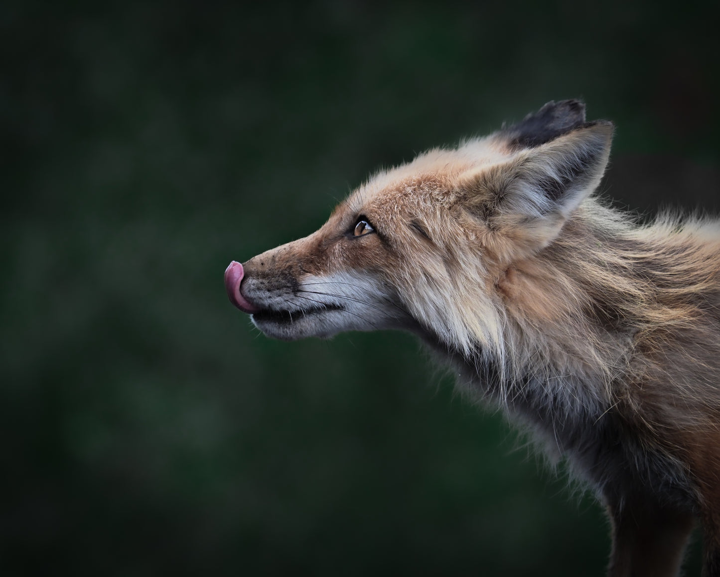 Fox Licking Lips