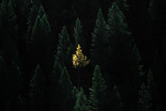 Lone Larch