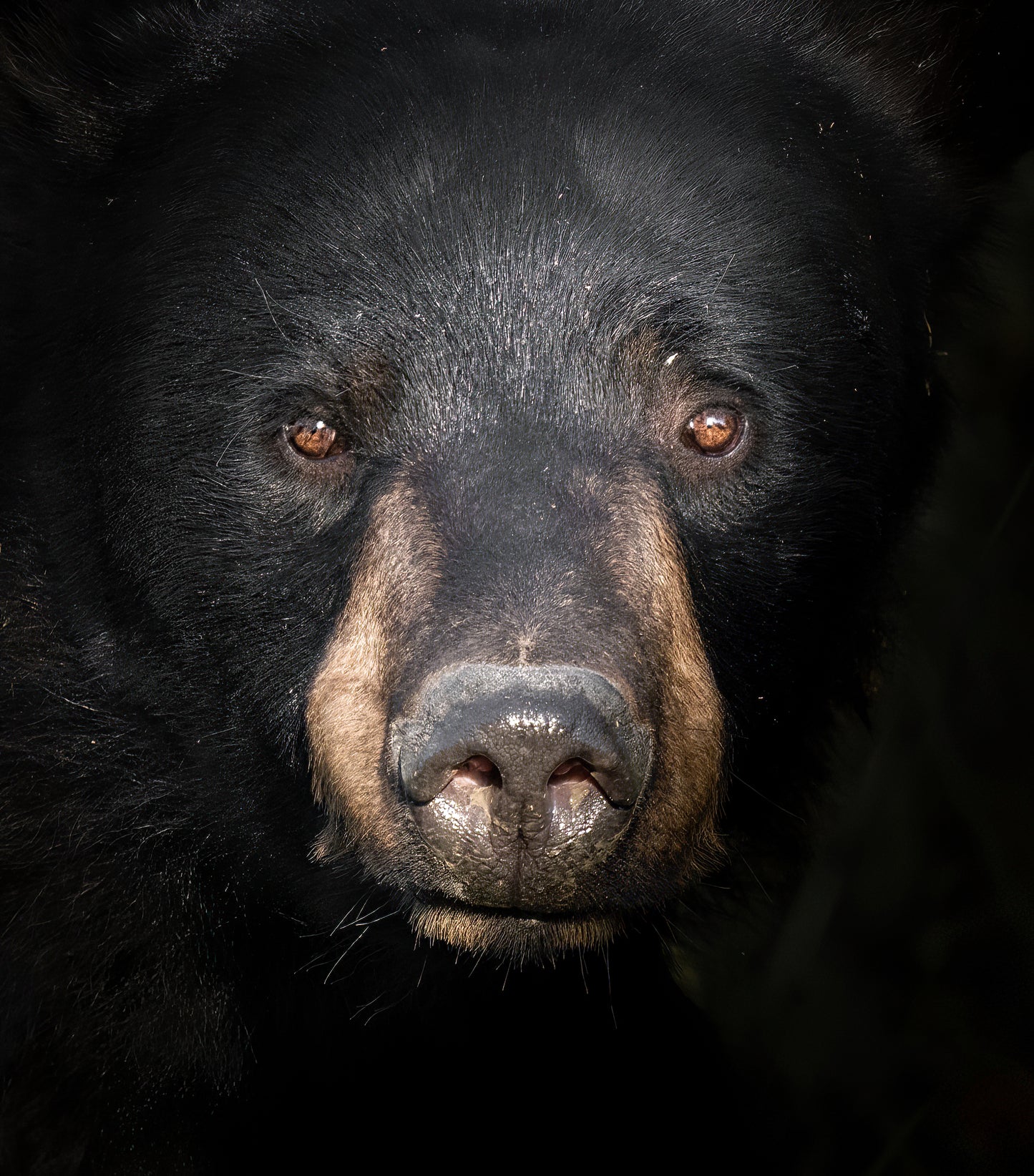 Black Bear