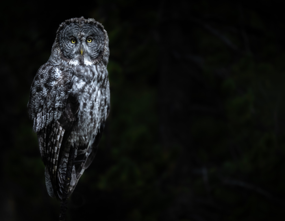 Great Gray Owl Perched