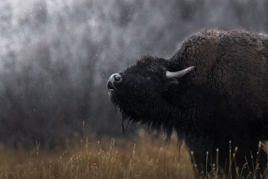 Snowy Bison