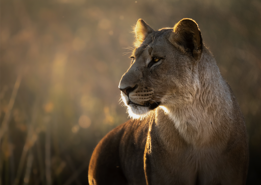 Lioness in Golden Light