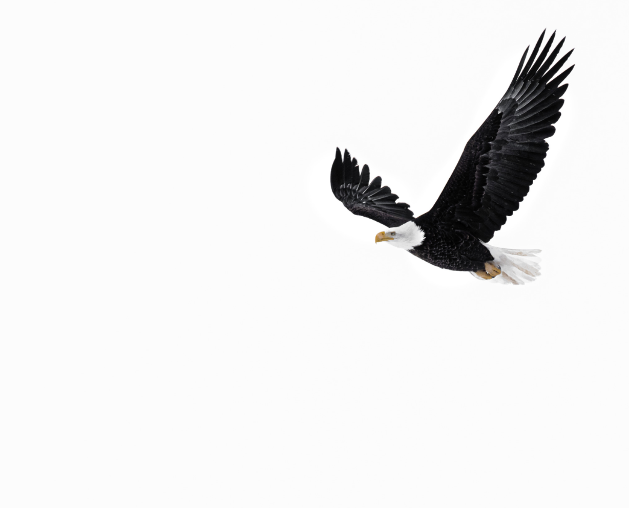 Eagle in Flight 2