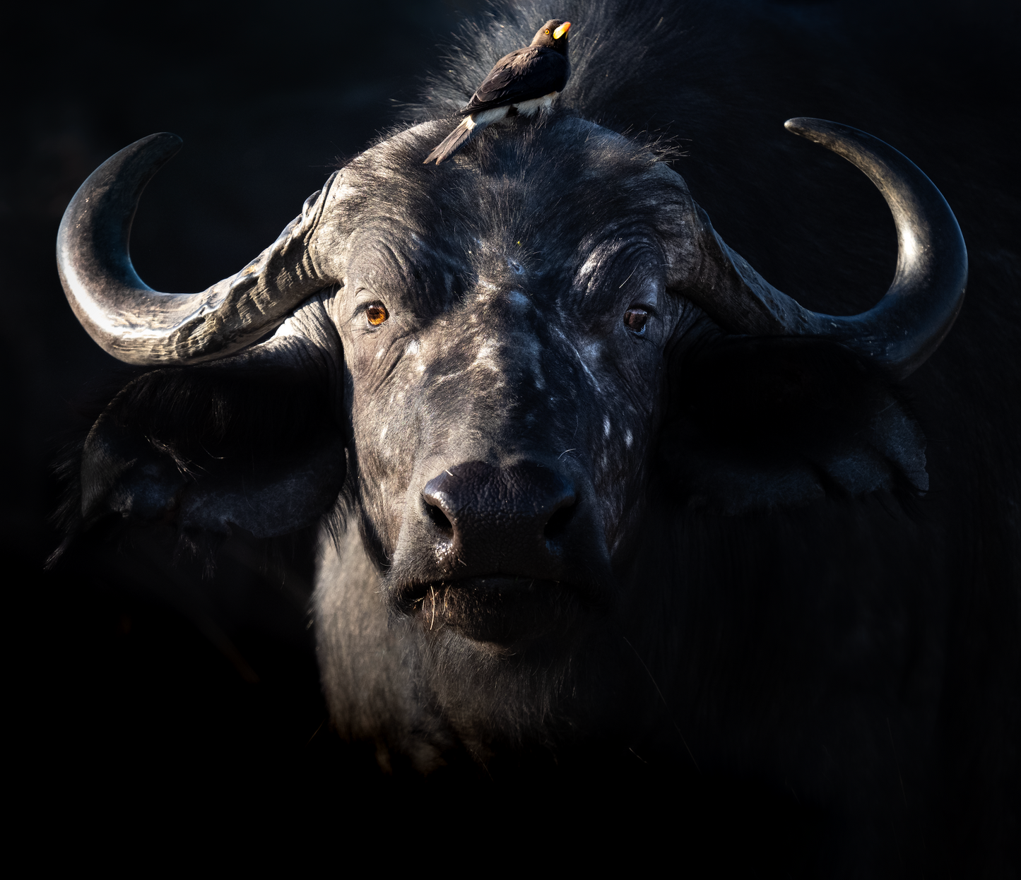 Cape Buffalo in the Shadows