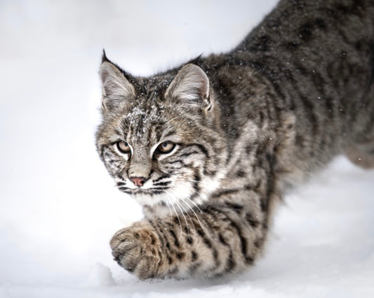 Bobcat Pounce