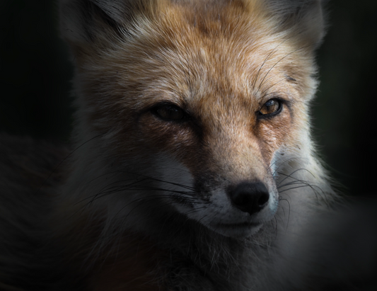 Wild Fox